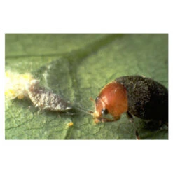 Coccinelle Cryptolæmus Montrouzieri, 25 Adultes Anti-cochenilles 11 Coccinelle Cryptolæmus Montrouzieri, 25 Adultes Anti-cochenilles -Magasin De Fournitures De Jardin 314244 001
