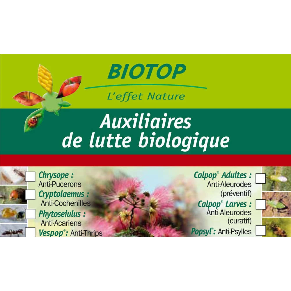 Coccinelle Cryptolæmus Montrouzieri, 25 Adultes Anti-cochenilles 3 Coccinelle Cryptolæmus Montrouzieri, 25 Adultes Anti-cochenilles