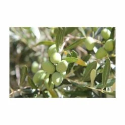 Terreau Pour Agrumes Et Plantes Méditerranéennes (lot De 3) 9 Terreau Pour Agrumes Et Plantes Méditerranéennes (lot De 3) -Magasin De Fournitures De Jardin 635ff12dc9b545.94407620