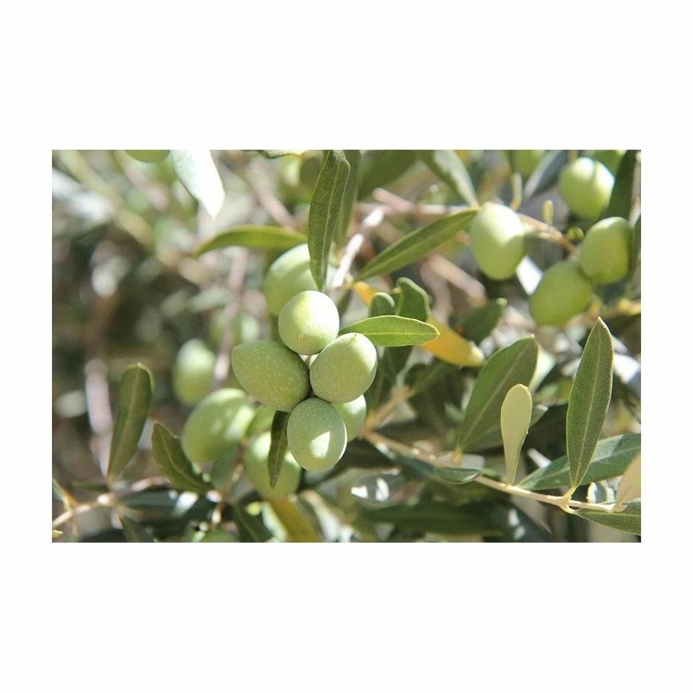 Terreau Pour Agrumes Et Plantes Méditerranéennes (lot De 3) 6 Terreau Pour Agrumes Et Plantes Méditerranéennes (lot De 3) – Image 4