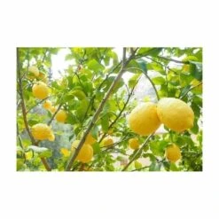 Terreau Pour Agrumes Et Plantes Méditerranéennes (lot De 3) 8 Terreau Pour Agrumes Et Plantes Méditerranéennes (lot De 3) -Magasin De Fournitures De Jardin 635ff12dcdfb74.33452294