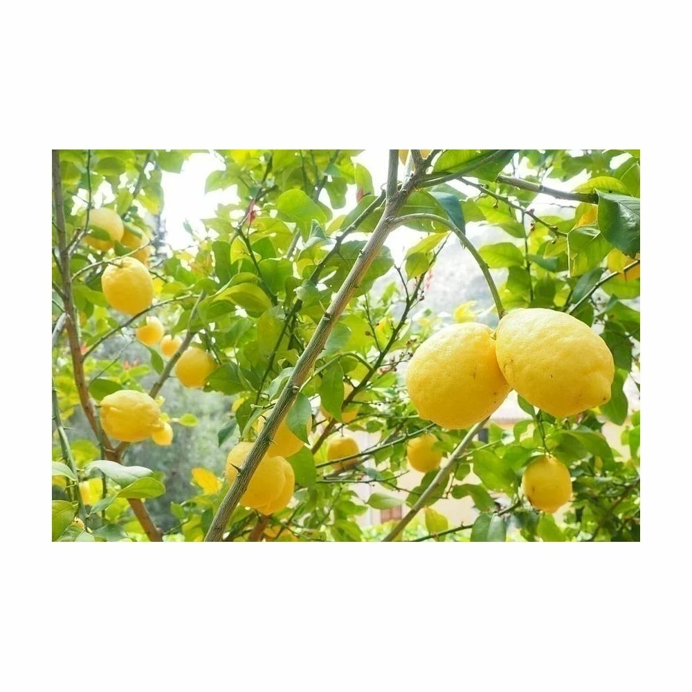 Terreau Pour Agrumes Et Plantes Méditerranéennes (lot De 3) 5 Terreau Pour Agrumes Et Plantes Méditerranéennes (lot De 3) – Image 3