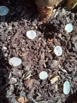 Nématodes Mouches Des Terreaux En Micro-capsules Par 200 -Magasin De Fournitures De Jardin 644181f5d4dc33.09973681