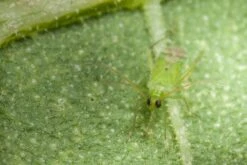 80 Larves Calpop -Magasin De Fournitures De Jardin 644c0d7810f161.94952608