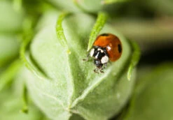 350 Larves Coccinelles Anti-pucerons - Coccifly 7 350 Larves Coccinelles Anti-pucerons - Coccifly -Magasin De Fournitures De Jardin 644c0d7ae76409.90016316