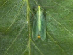 Chrysope 300 Oeufs -Magasin De Fournitures De Jardin 644c0d804700c6.01347131