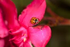 250 Larves Coccinelles Anti-puceron - Coccilaure -Magasin De Fournitures De Jardin 644c0d81a15936.77407627