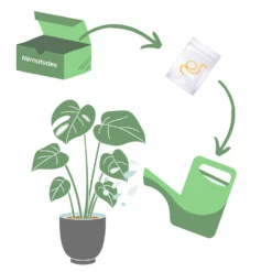 Nématodes Spécifiques Contre Les Otiorhynques 5 Millions -Magasin De Fournitures De Jardin 644c0daa0ef981.11544754