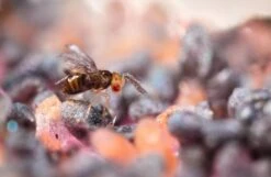 Trichogrammes Anti Pyrale De Buis Tricholine Buxus -Magasin De Fournitures De Jardin 644c61a3d600d4.63640655