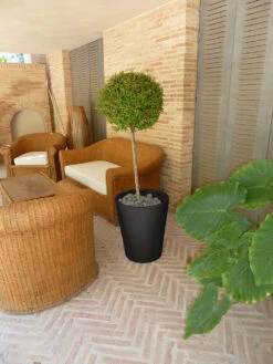 Pot De Fleurs Gerbera ø50x59,5cm - Anthracite -Magasin De Fournitures De Jardin 6478c7f4b074b2.90633905