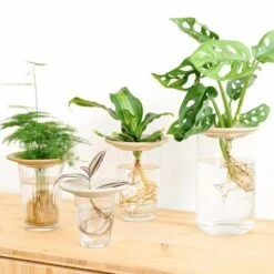 Coupelle D'hydroculture -Magasin De Fournitures De Jardin 648761292fb1c0.55252744