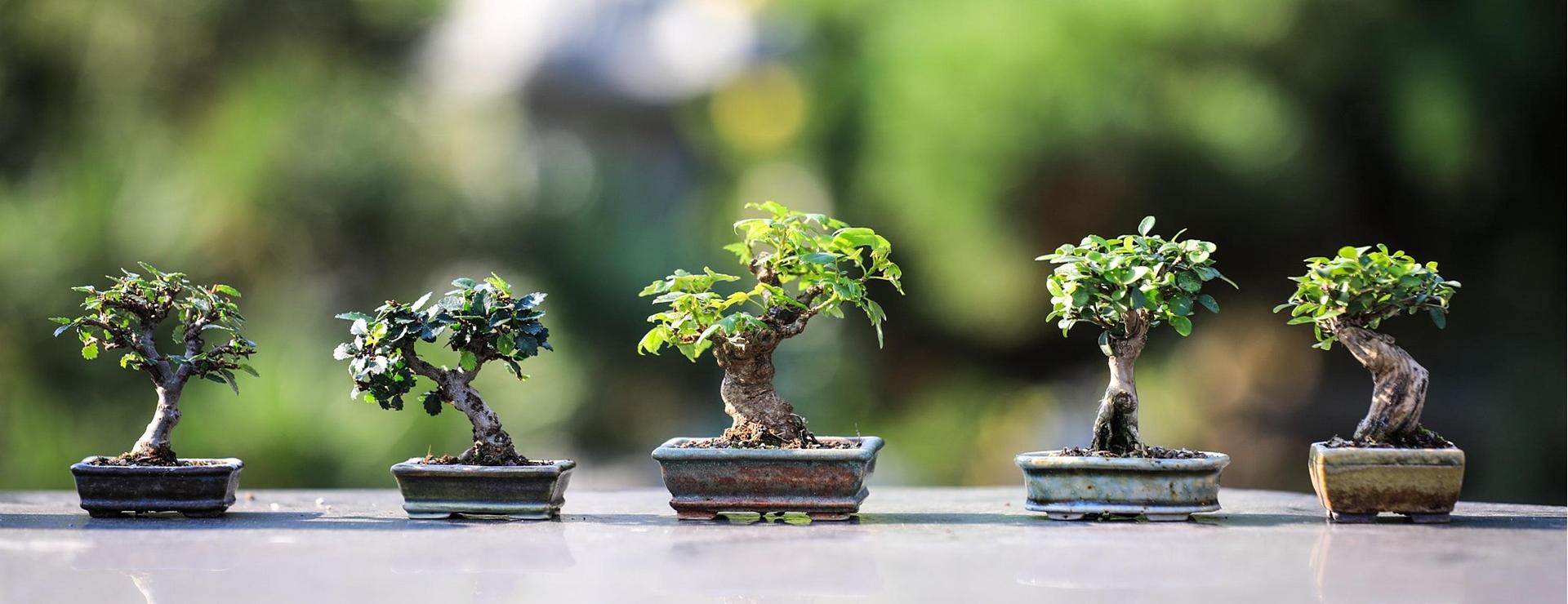 Magasin De Fournitures De Jardin 1 Magasin De Fournitures De Jardin -Magasin De Fournitures De Jardin bonsai 4634225 1920