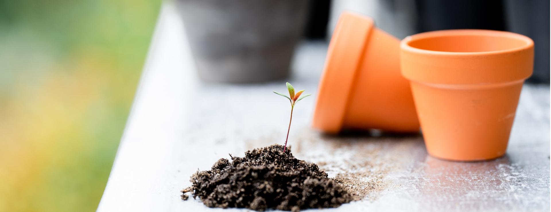 Magasin De Fournitures De Jardin 9 Magasin De Fournitures De Jardin -Magasin De Fournitures De Jardin plants 6520443 1920